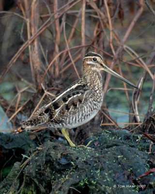 Common Snipe  12-28-2007