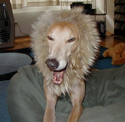 $%#^dog(*&