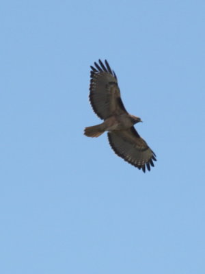 Red Tailed Hawk C9394