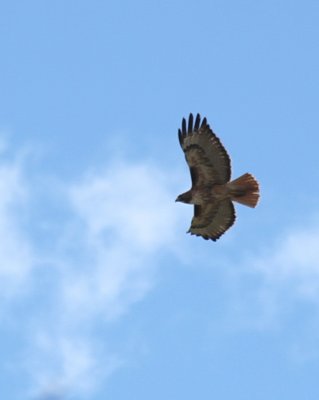 Red Tailed Hawk C9396