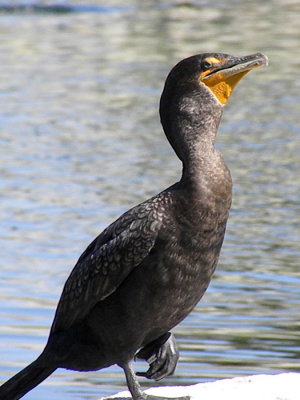 Cormorants