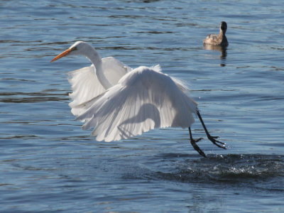 Great White Egret