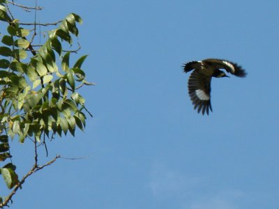 Acorn Woodpeckers