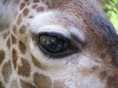 Baby Giraffe-LA Zoo