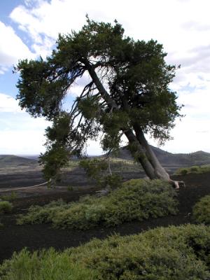 Craters of the Moon Tree