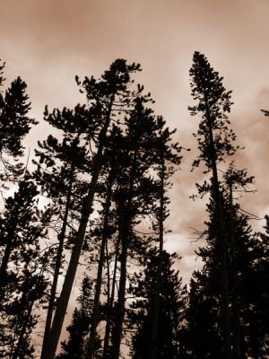 Yellowstone Trees