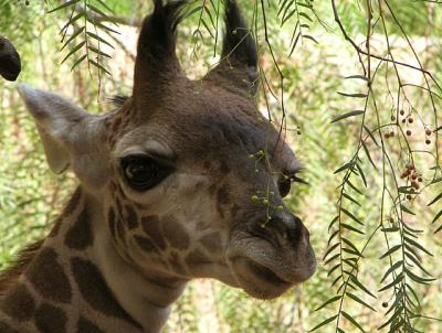  Baby Giraffe 2