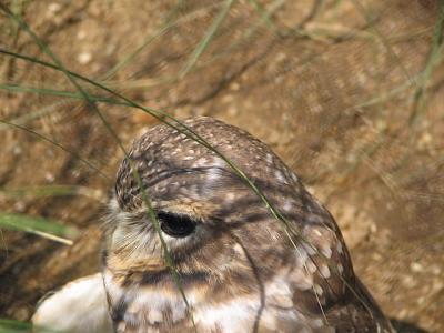 Burrowing Owl Hoot