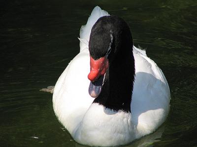 Swan