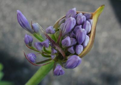 Lily of the Nile Buds