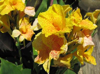 Tiger Canna Lily