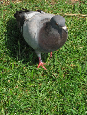 Pigeon 0268