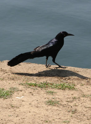 Great or Boat-tailed Grackle?