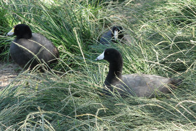 American Coots