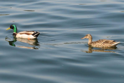 Mallard 2