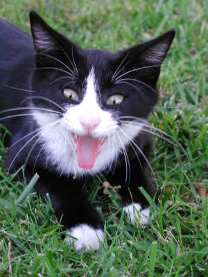 g4/00/665900/3/61238403.kitty2.jpg