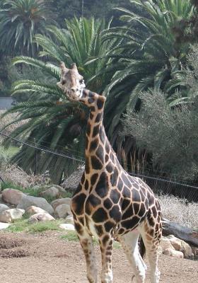 Germina, the crooked-neck Giraffe