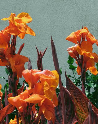 Tropical Canna Lily