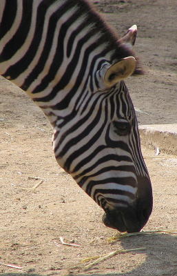 Zebra Front