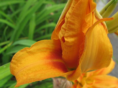 Opening Day Lily