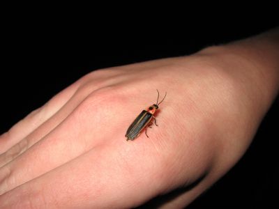 Firefly-Lightning Bug