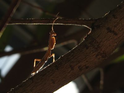 Young Praying Mantis