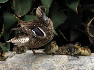 Pond Birds