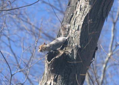 Mr Hawk comes for a visit