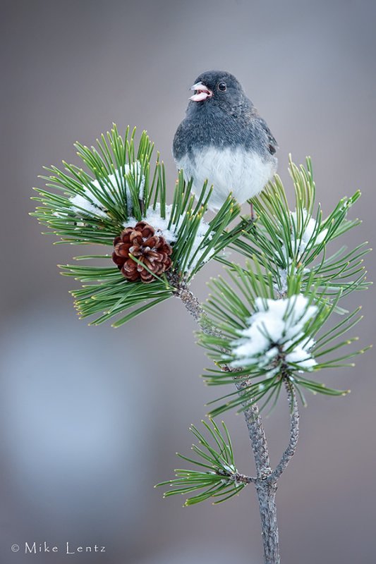 Dark Eyed Junco