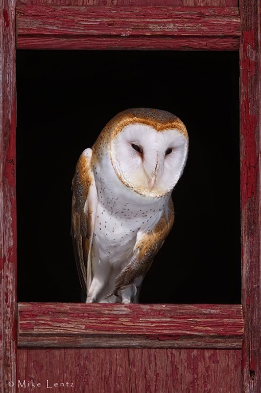 Barn Owl