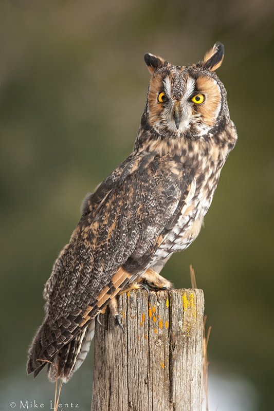 Long Eared owl 