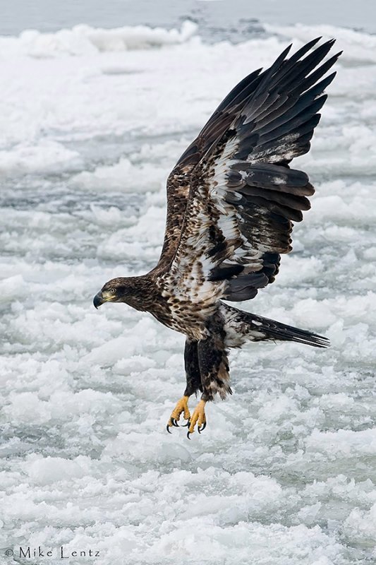 Juvenile Bald Eagle