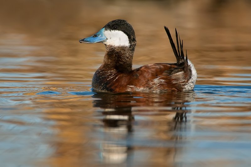 Ruddy Duck (drake)