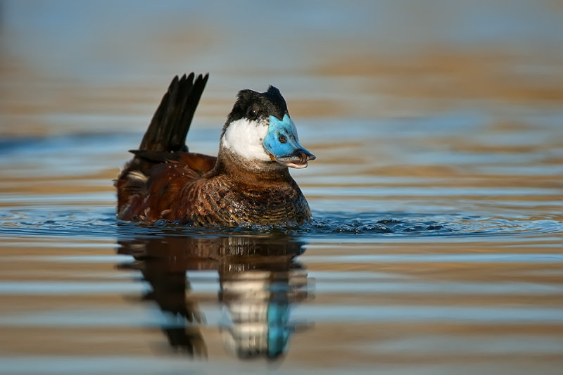 Ruddy Duck Bubbling