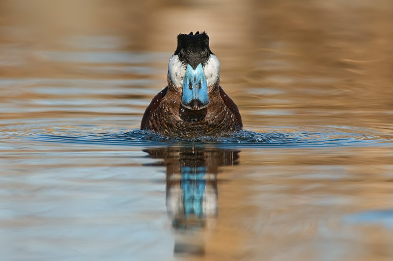 Ruddy Duck