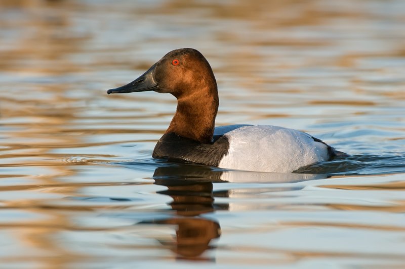 Canvasback