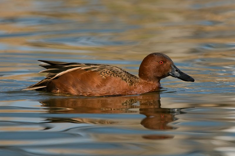 Cinnamon teal
