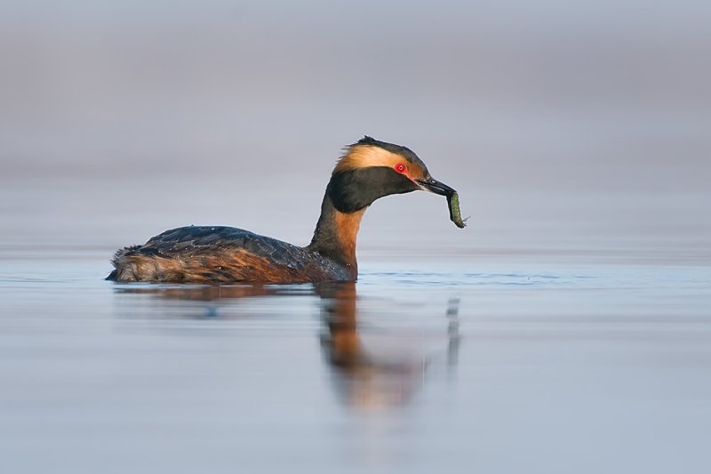 Horned Grebe with grub