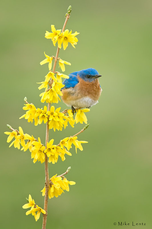 Eastern Bluebird