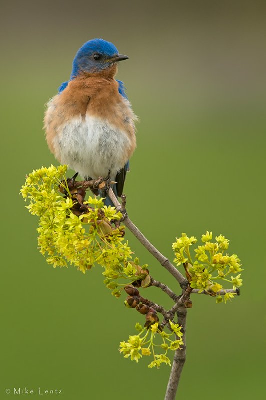 Eastern Bluebird relaxing
