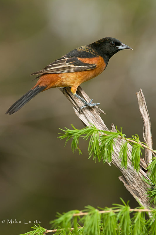 Orchard Oriole