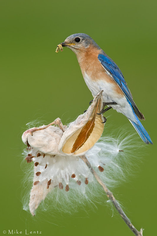 Eastern Bluebird (female)