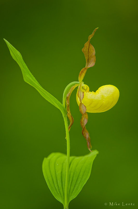 Yellow Ladys slipper