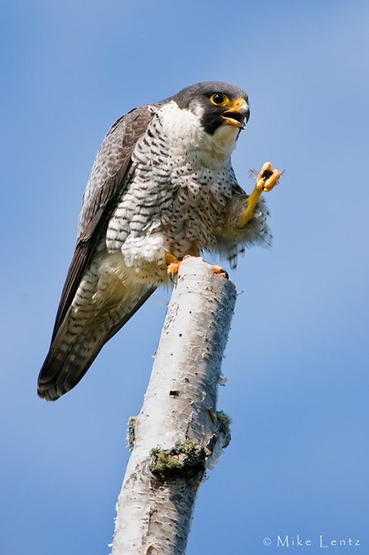 Peregrine Falcon