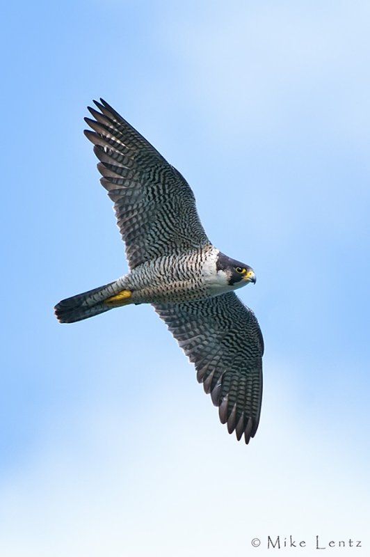 Peregrine Falcon