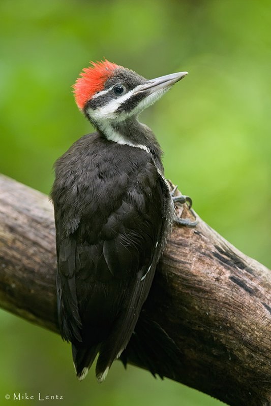 Piliated Woodpecker (Juvenile)