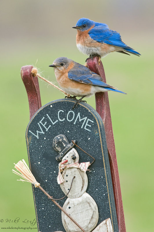 Bluebird couple on xmas sled