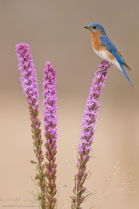 Bluebird on Blazing Star