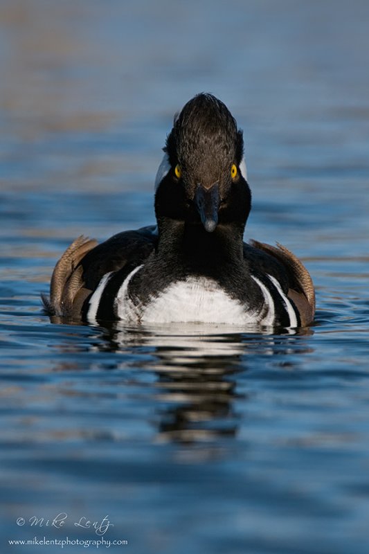 Hooded Merganser