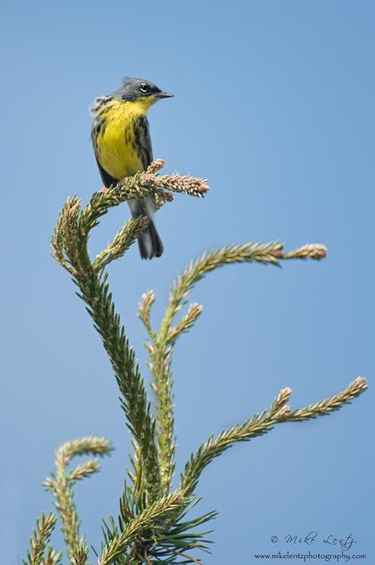 Kirtlands warbler